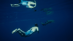 Jim swimming alongside a nurse shark in the southern atolls of the Maldives